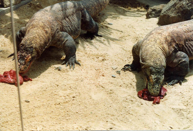 Komodore-varans in Singapore Zoo