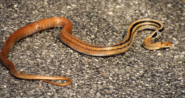 A snake on the way to Ko Phuket