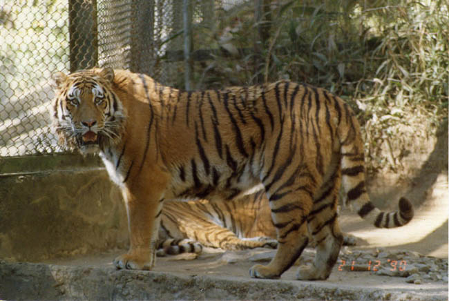 Sibirian Tigers in Kathmadu Zoo