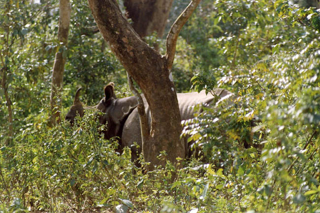 059c We are safe up in the tree