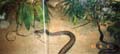 Feeding the King Cobra in Singapore Zoo