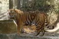 Sibirian Tigers in Kathmadu Zoo