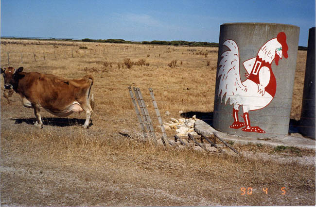 Australian super cow