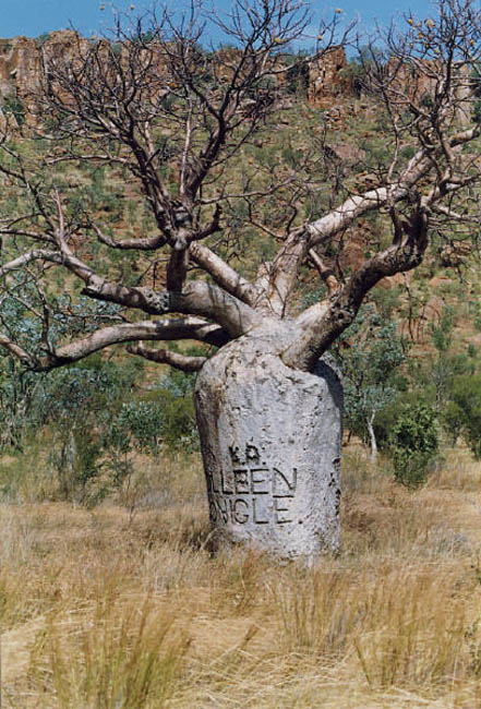 The fat Bobo tree