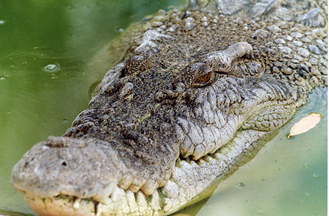 Close croc