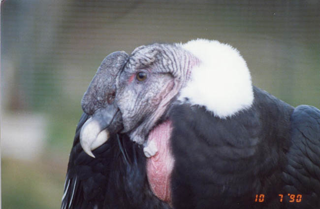 Condor in Sydney Zoo