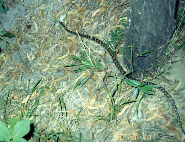 Snake at Cape York